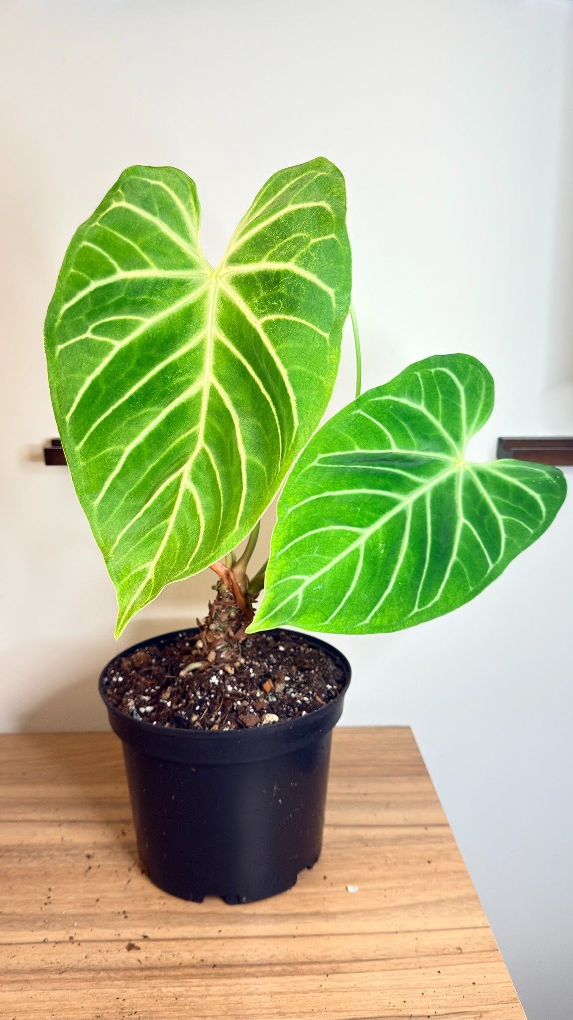 Anthurium Regale - Large