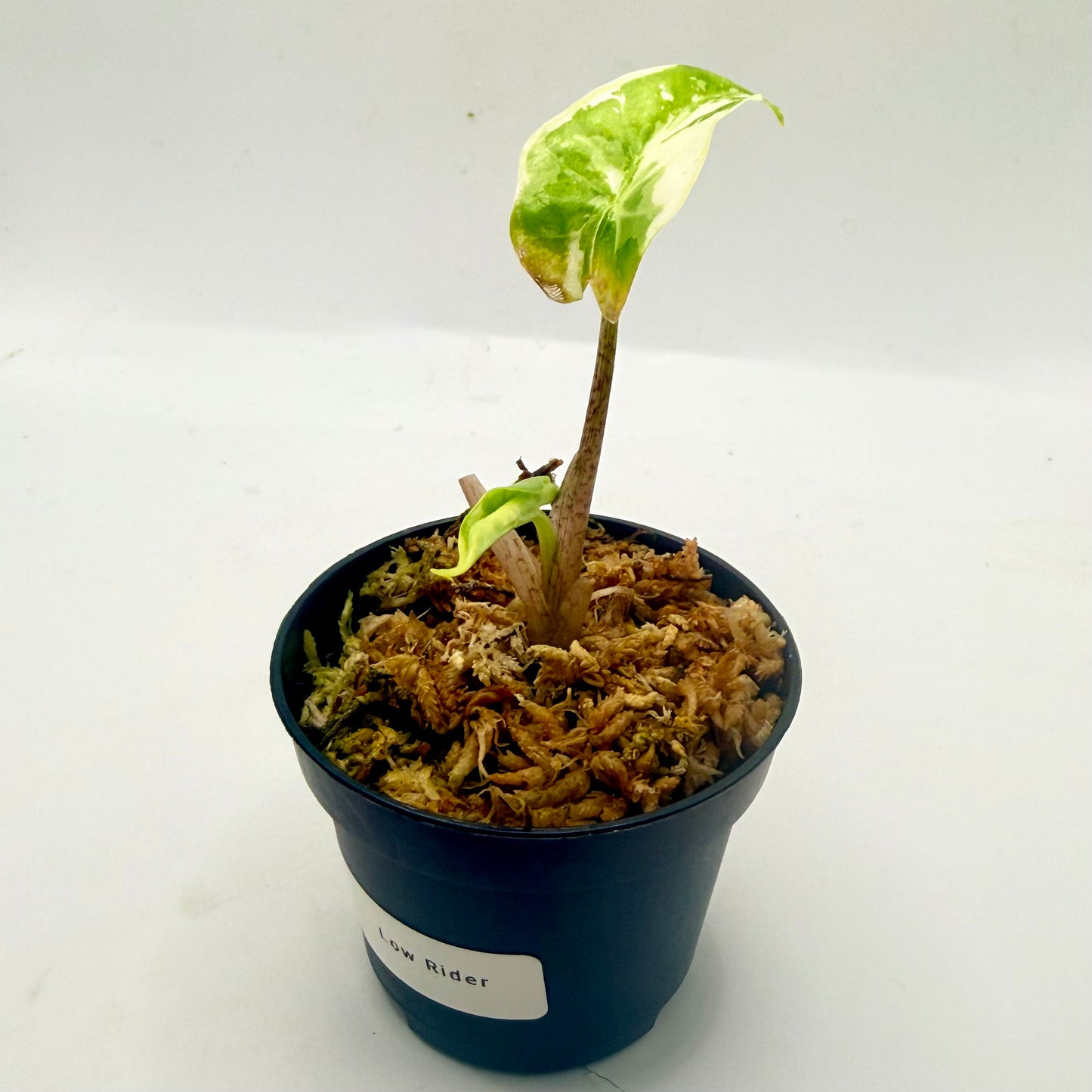 Alocasia Low Rider Albo Variegata