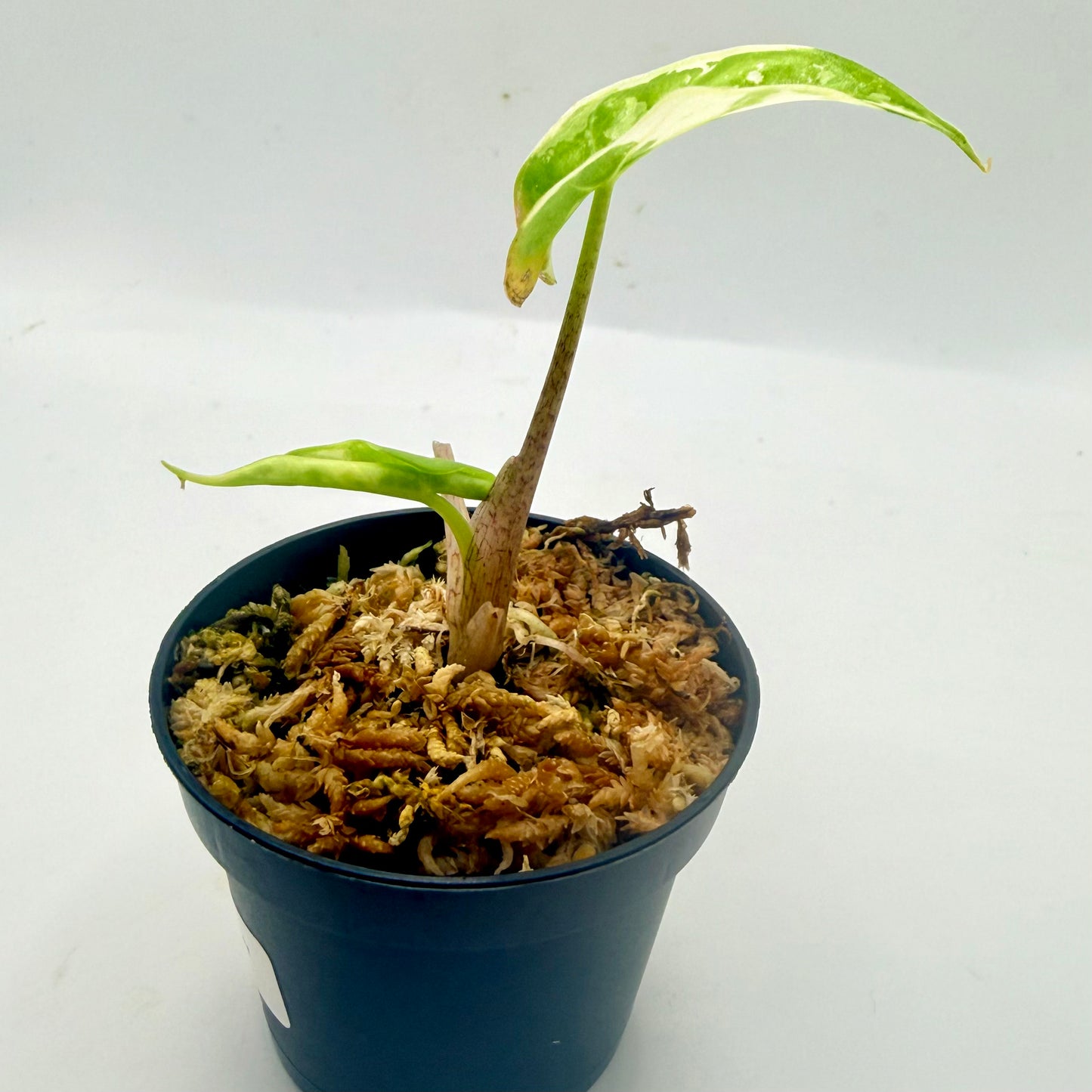 Alocasia Low Rider Albo Variegata