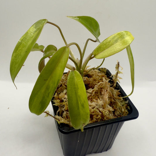 Philodendron Joepii Variegated