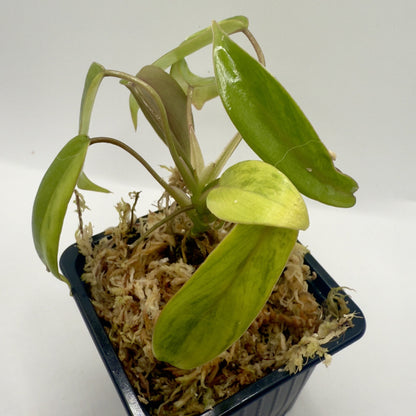 Philodendron Joepii Variegated