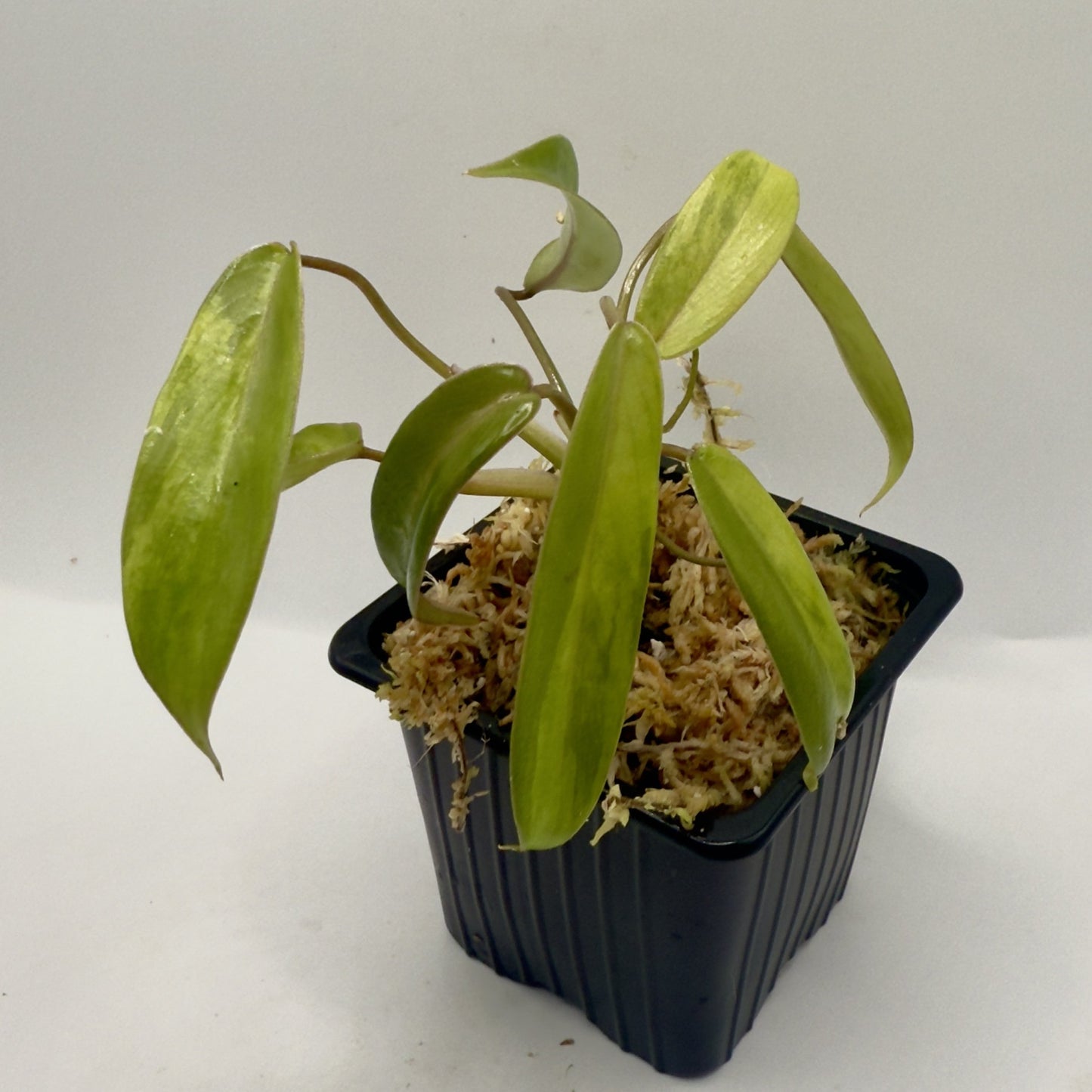 Philodendron Joepii Variegated