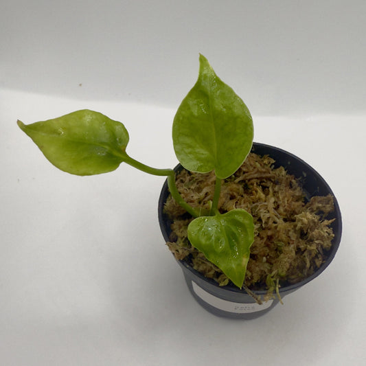 Anthurium Delta Force