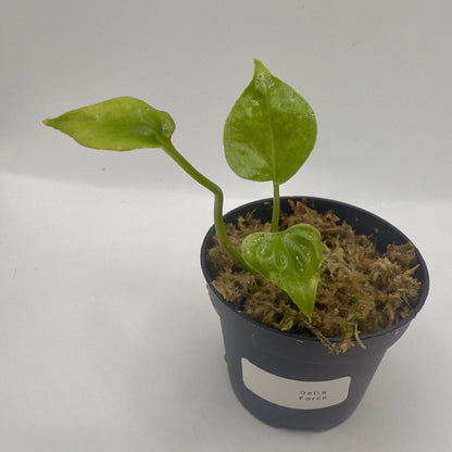 Anthurium Delta Force