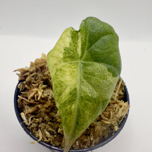 Alocasia Maharani Gold Variegata