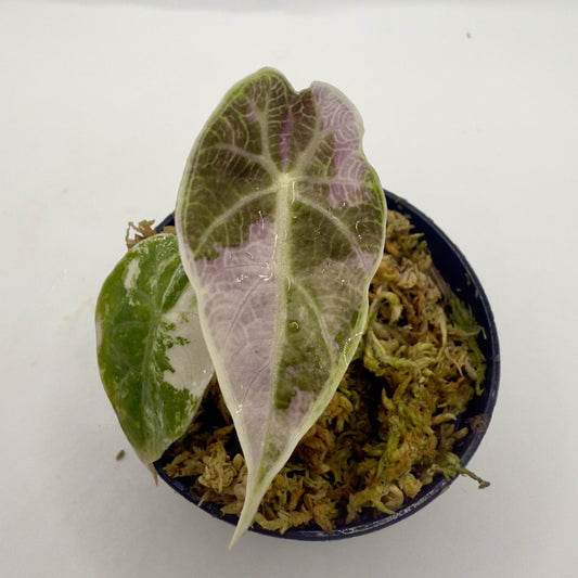Alocasia Watsoniana - Albo/Pink Variegata