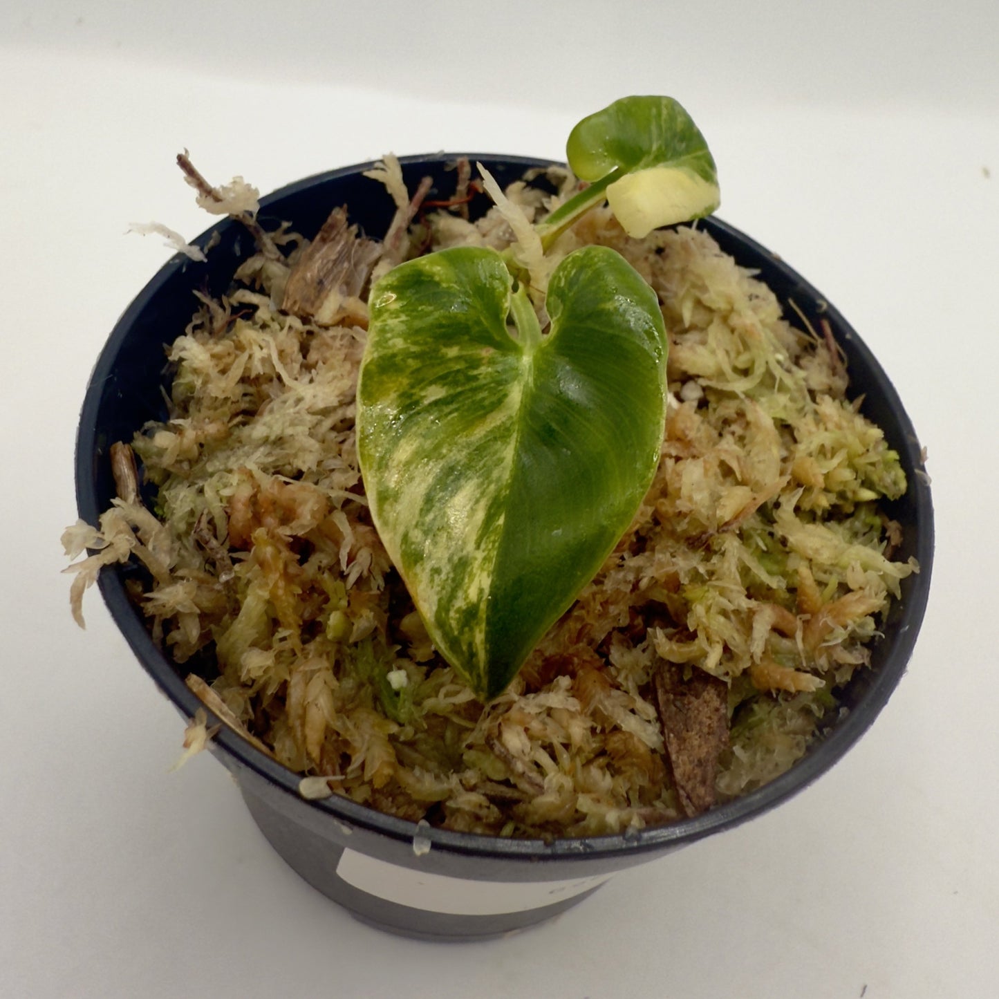 Philodendron Goeldii Variegated