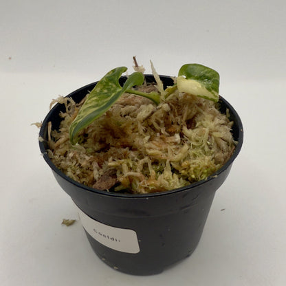 Philodendron Goeldii Variegated