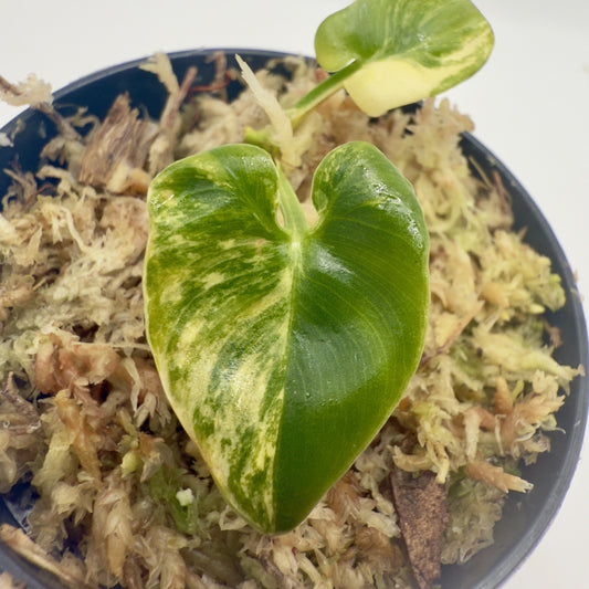 Philodendron Goeldii Variegated