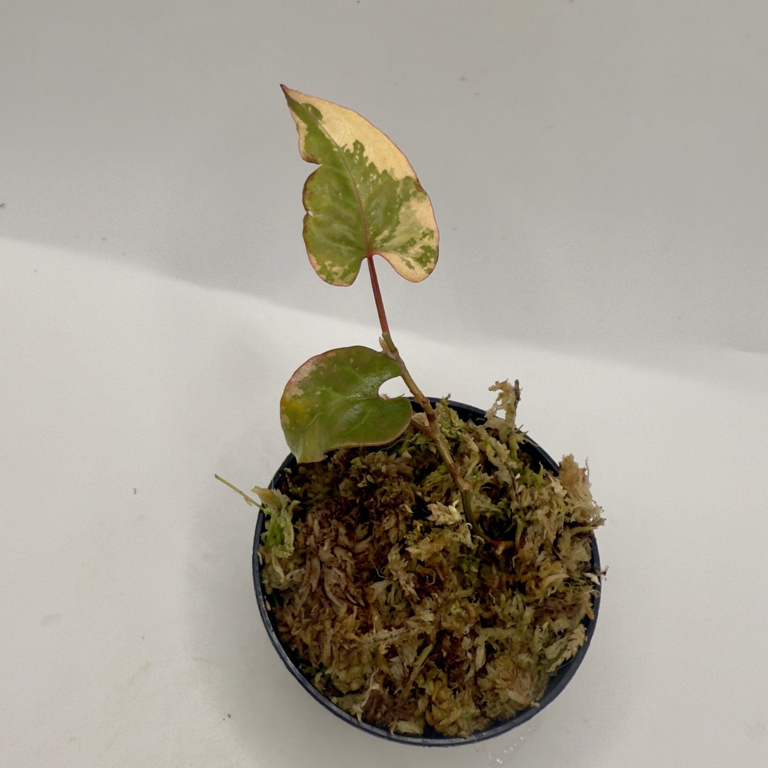 Fallopia Multiflora Variegata – Luna's Plants