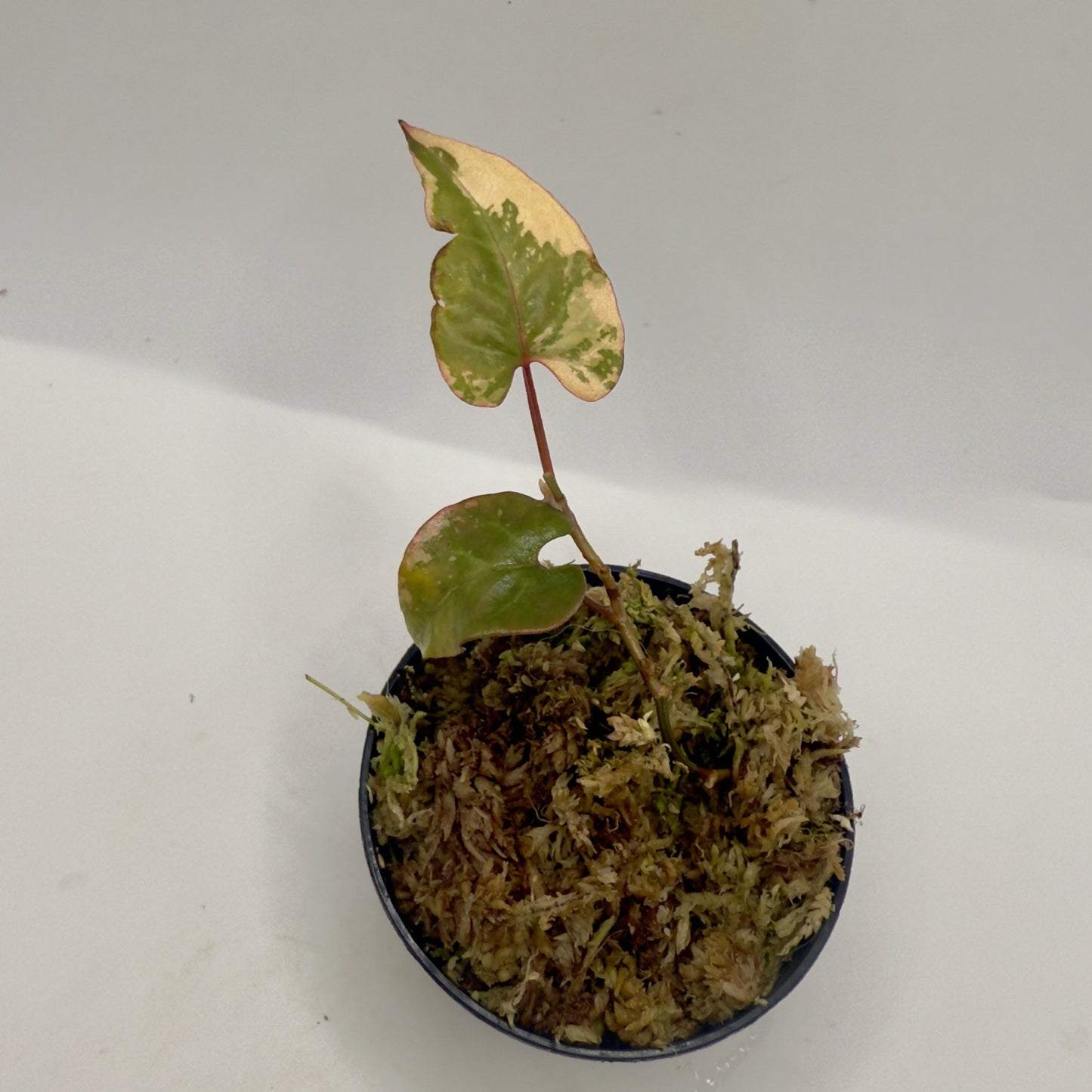 Fallopia Multiflora Variegata