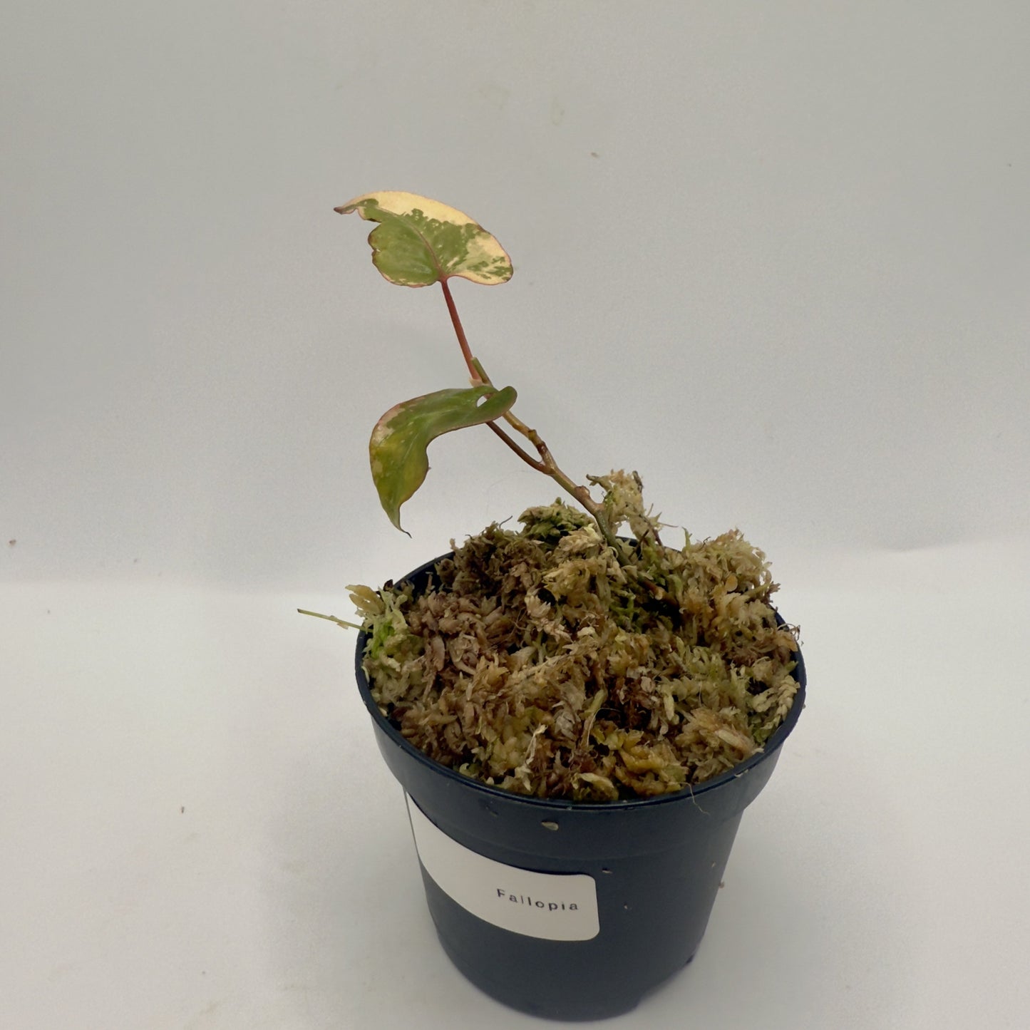 Fallopia Multiflora Variegata