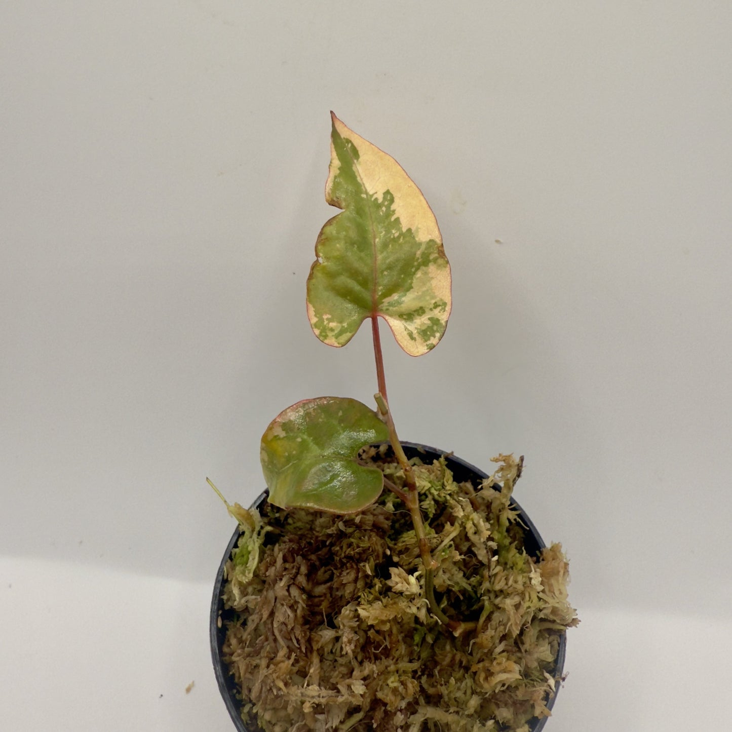 Fallopia Multiflora Variegata