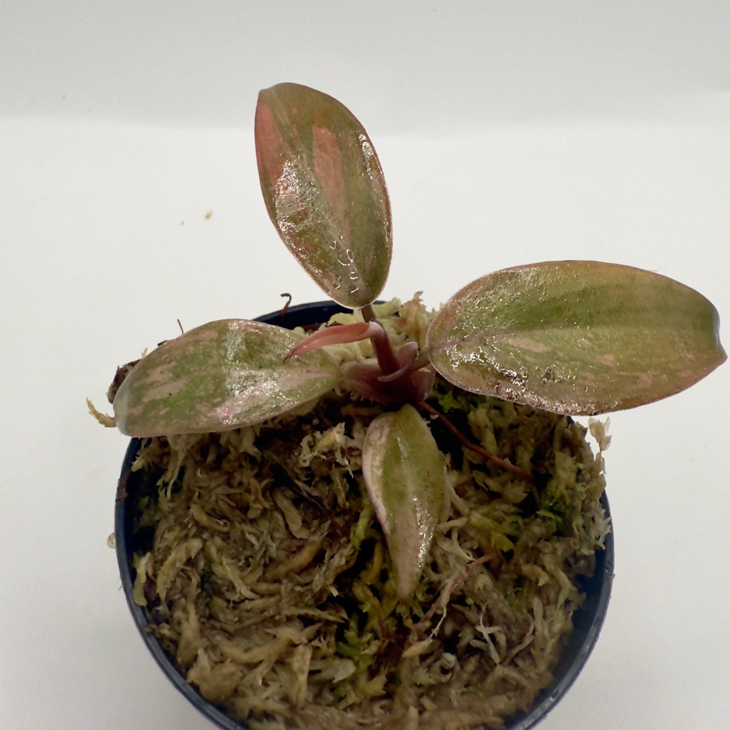 Philodendron Orange Princess Variegated