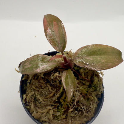 Philodendron Orange Princess Variegated