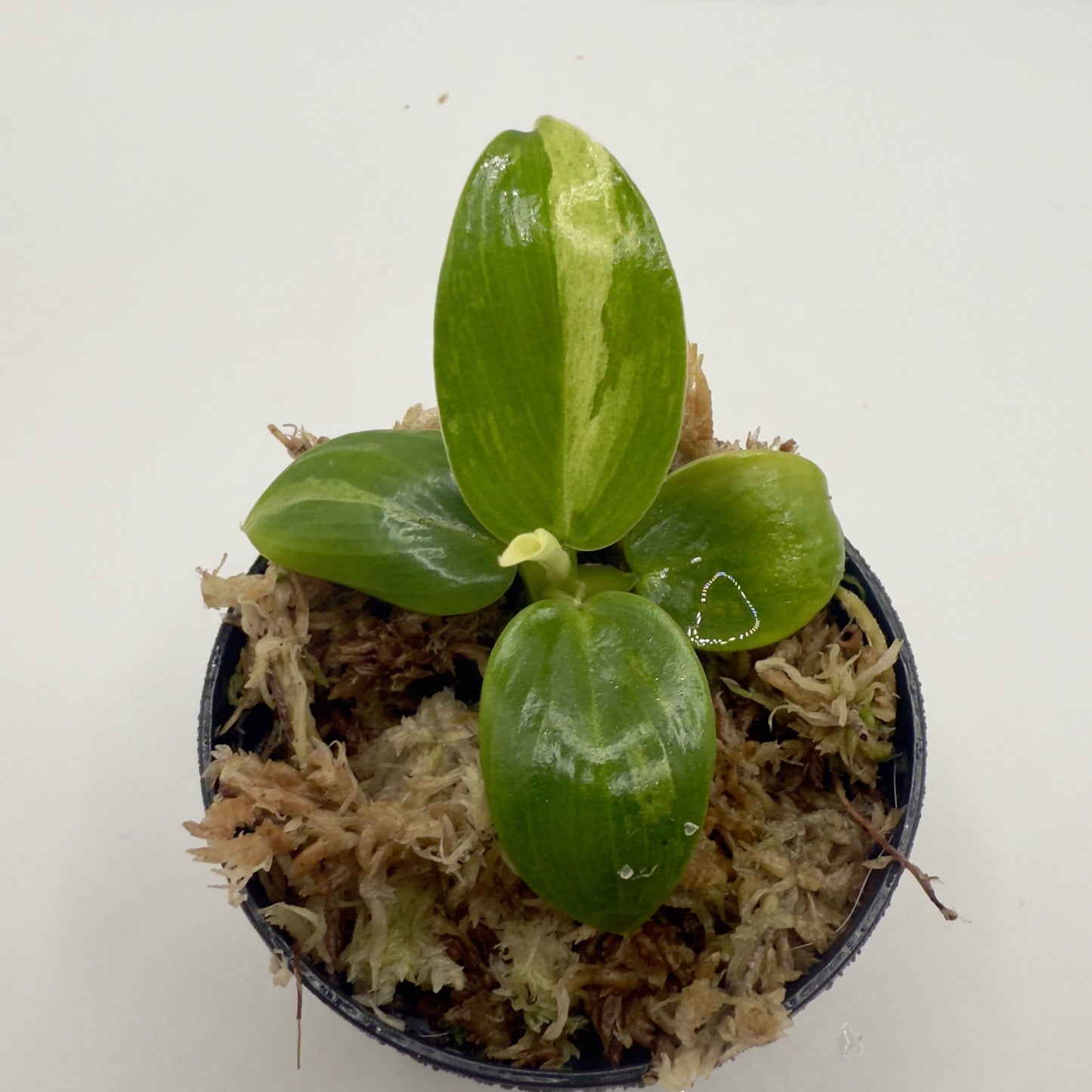 Philodendron José Buono