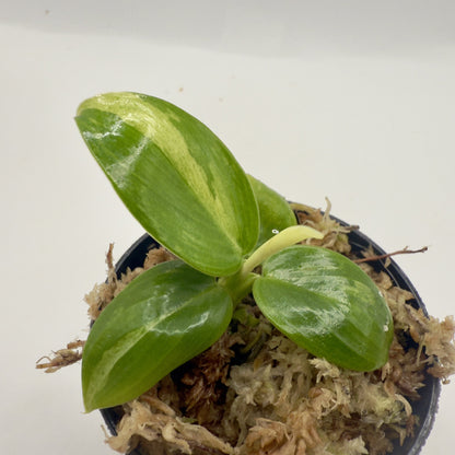 Philodendron José Buono