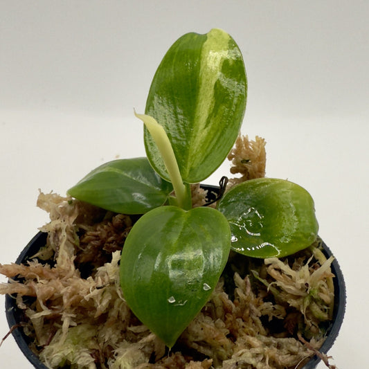Philodendron José Buono
