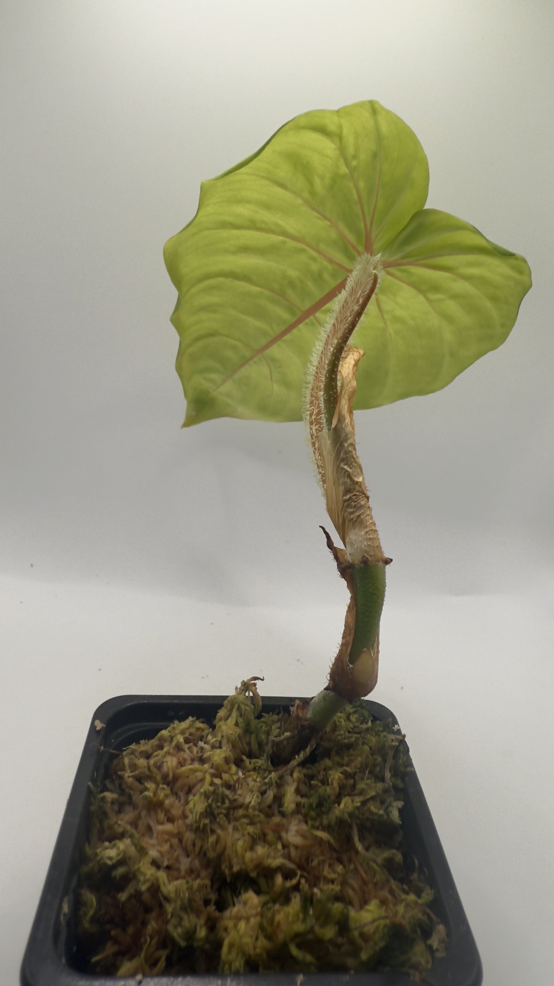 philodendron serpens x verrucosum Philodendron Titanium (Serpens x Verrucosum) – Luna's Plants