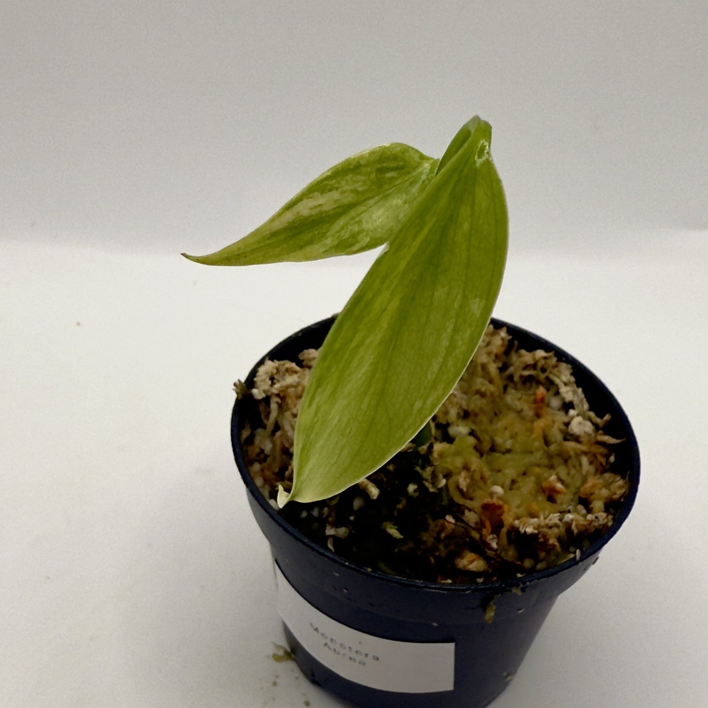 Monstera  Aurea Variegata