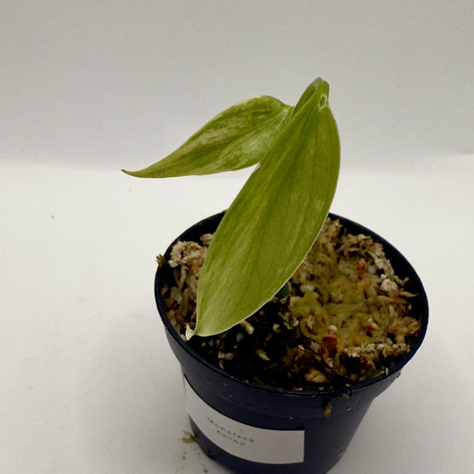 Monstera  Aurea Variegata