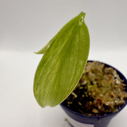 Monstera  Aurea Variegata