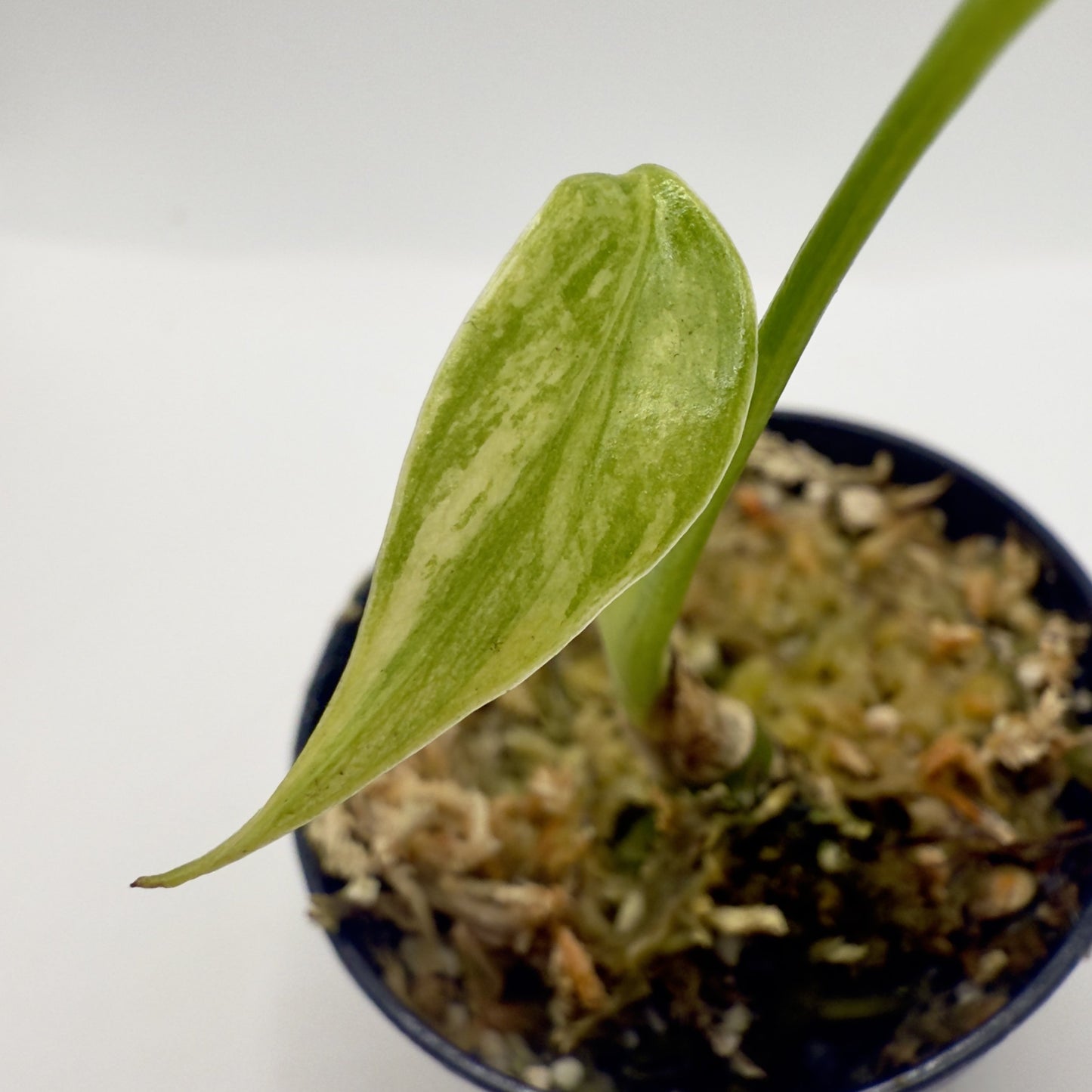 Monstera  Aurea Variegata