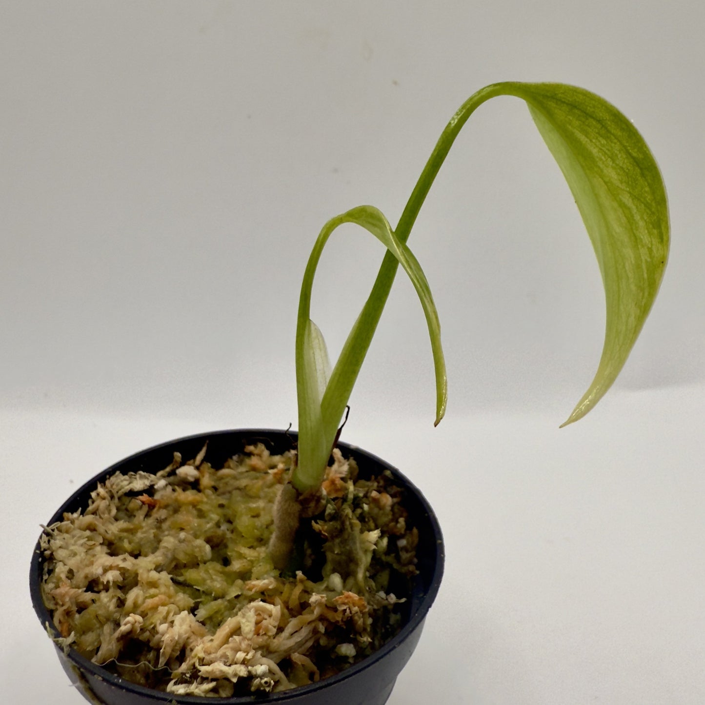 Monstera  Aurea Variegata