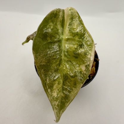 Alocasia Sedenii Aurea Variegata