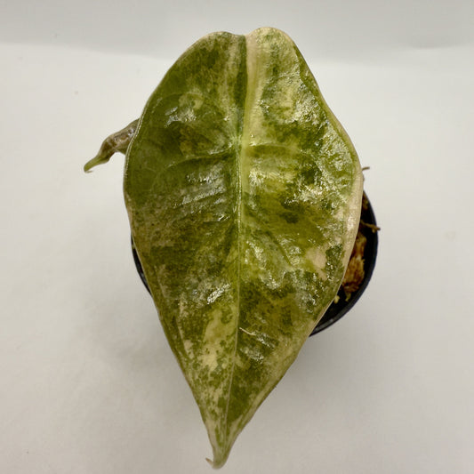 Alocasia Sedenii Aurea Variegata