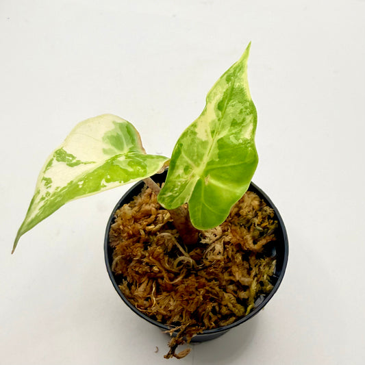 Alocasia Low Rider Albo Variegata