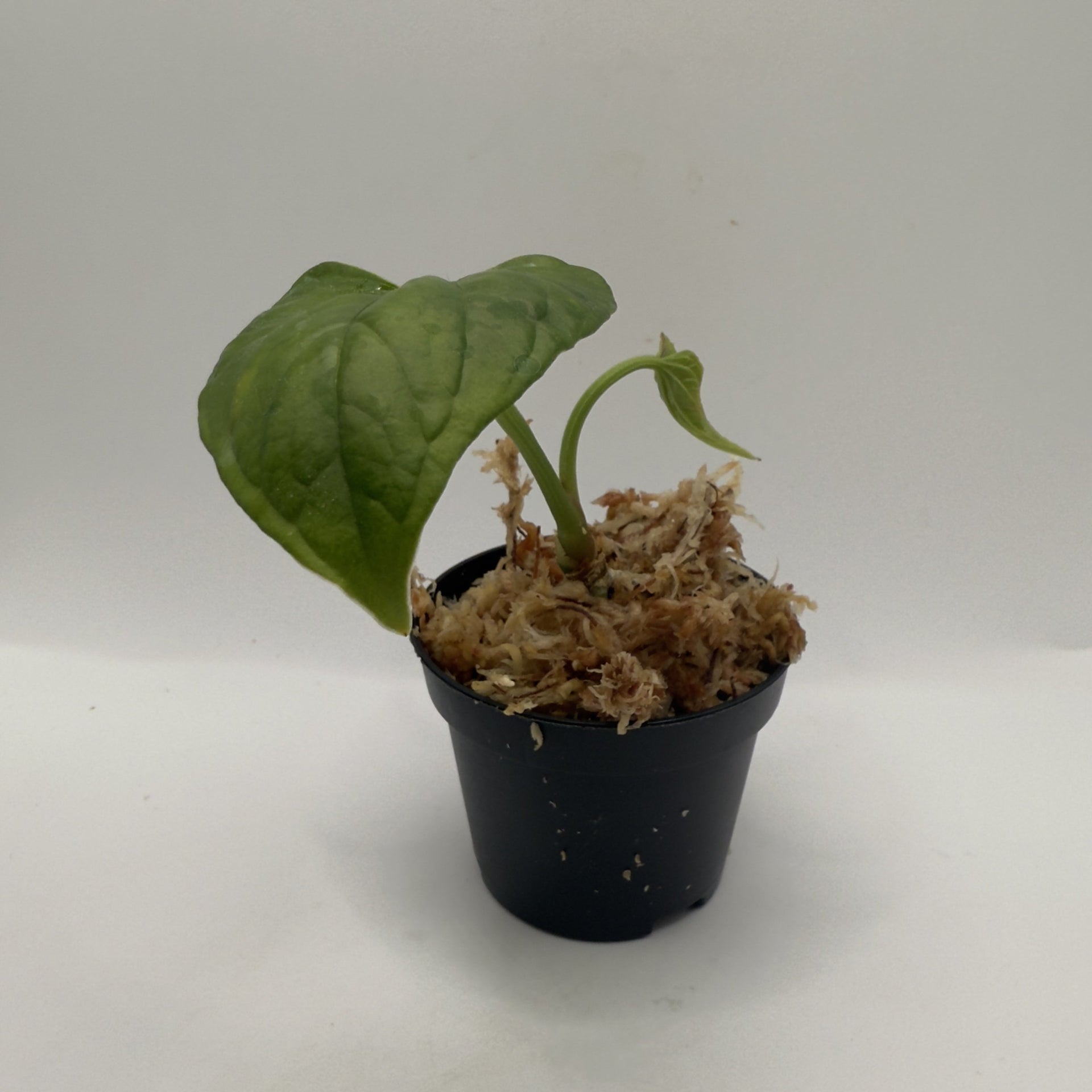 Anthurium Debilis – Luna's Plants