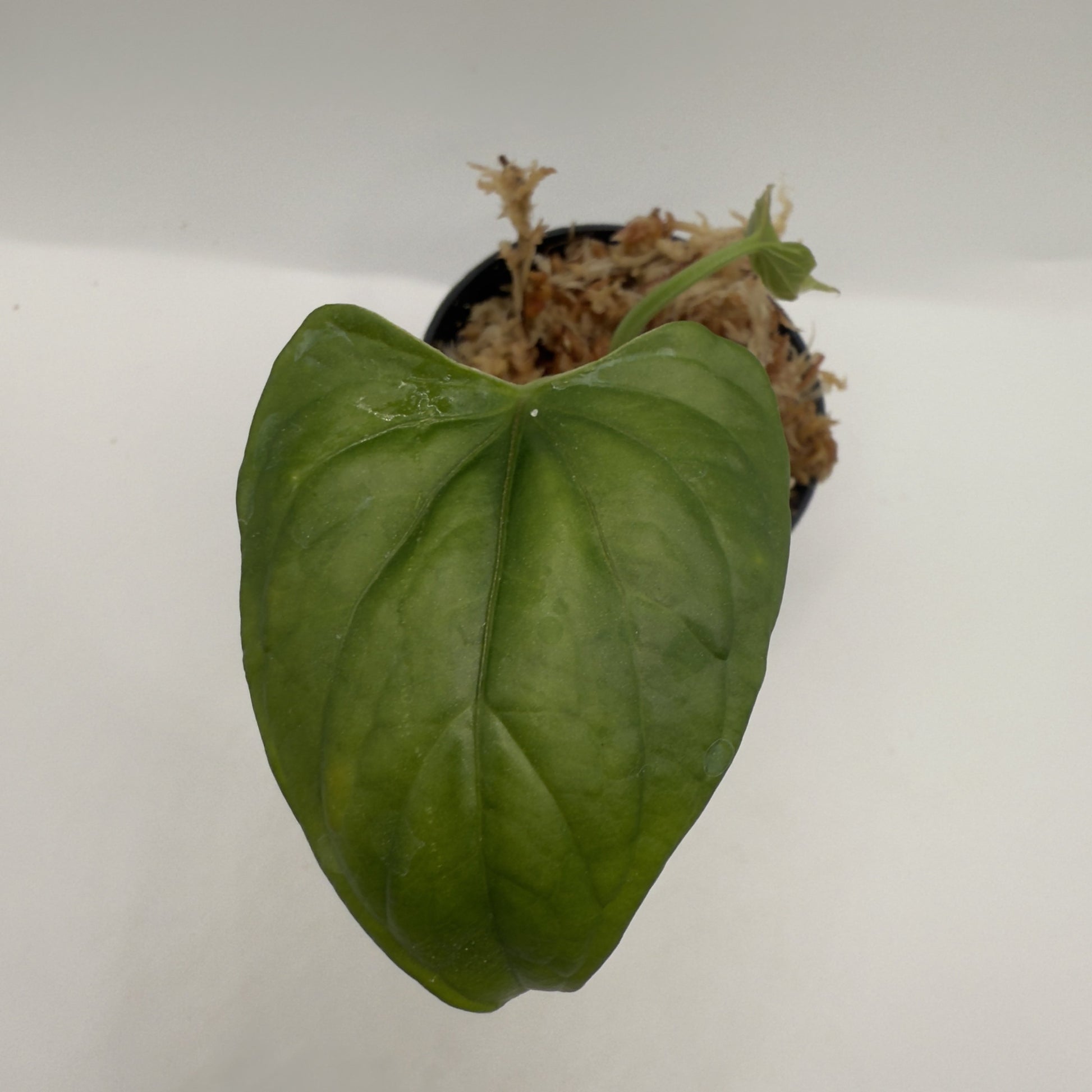 anthurium debilis Anthurium Debilis – Luna's Plants
