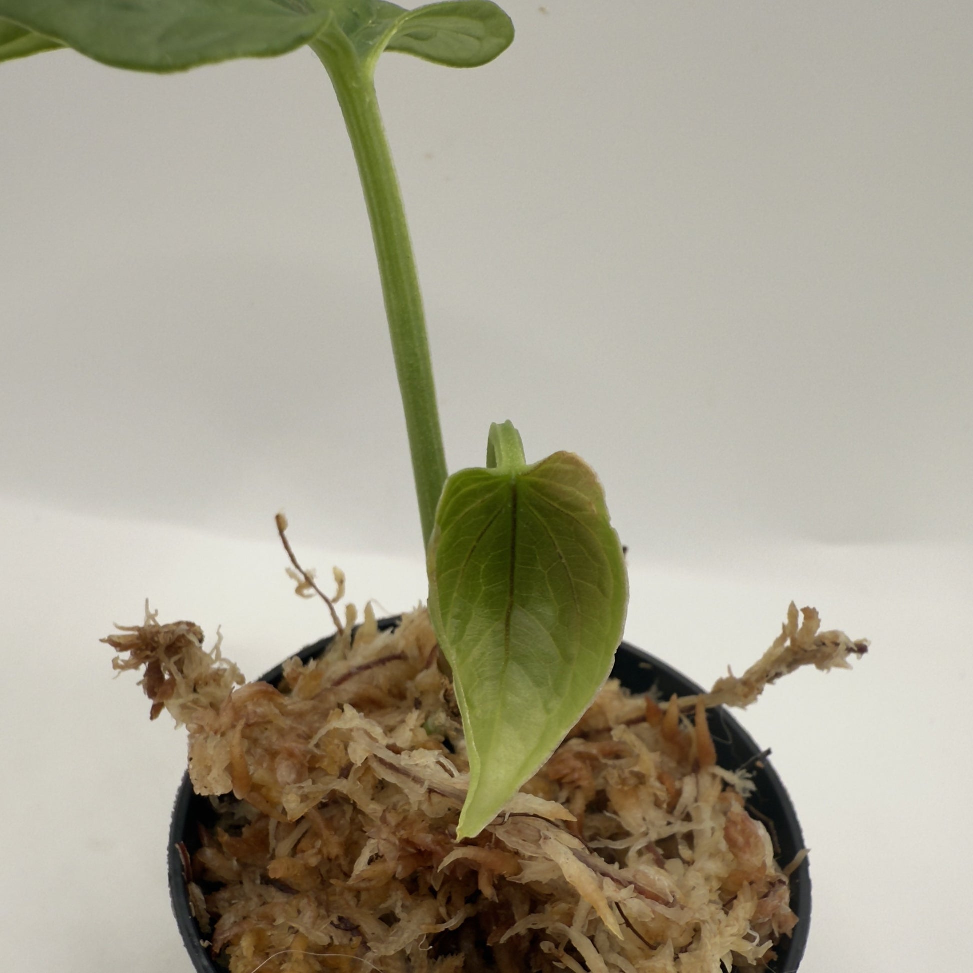 anthurium debilis Anthurium Debilis – Luna's Plants