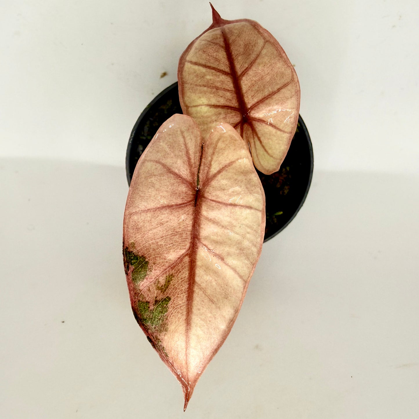 Alocasia Plumbea Nigra Pink Variegata - High Variegata