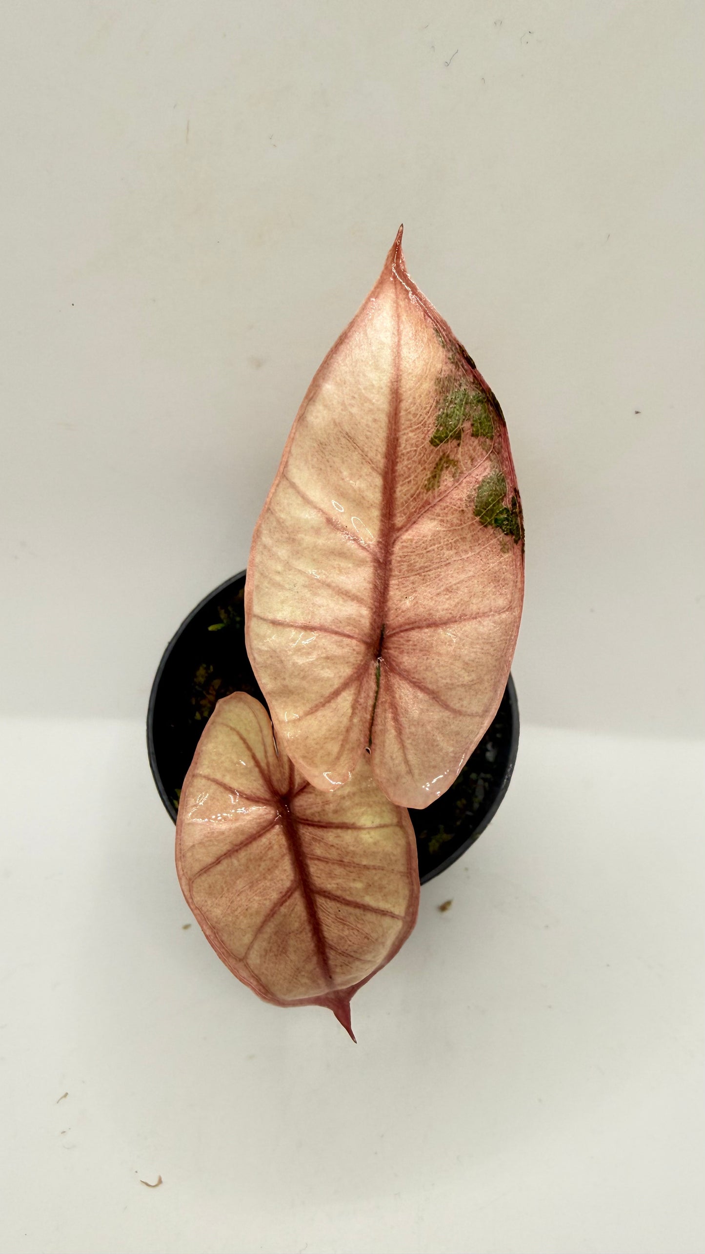 Alocasia Plumbea Nigra Pink Variegata - High Variegata
