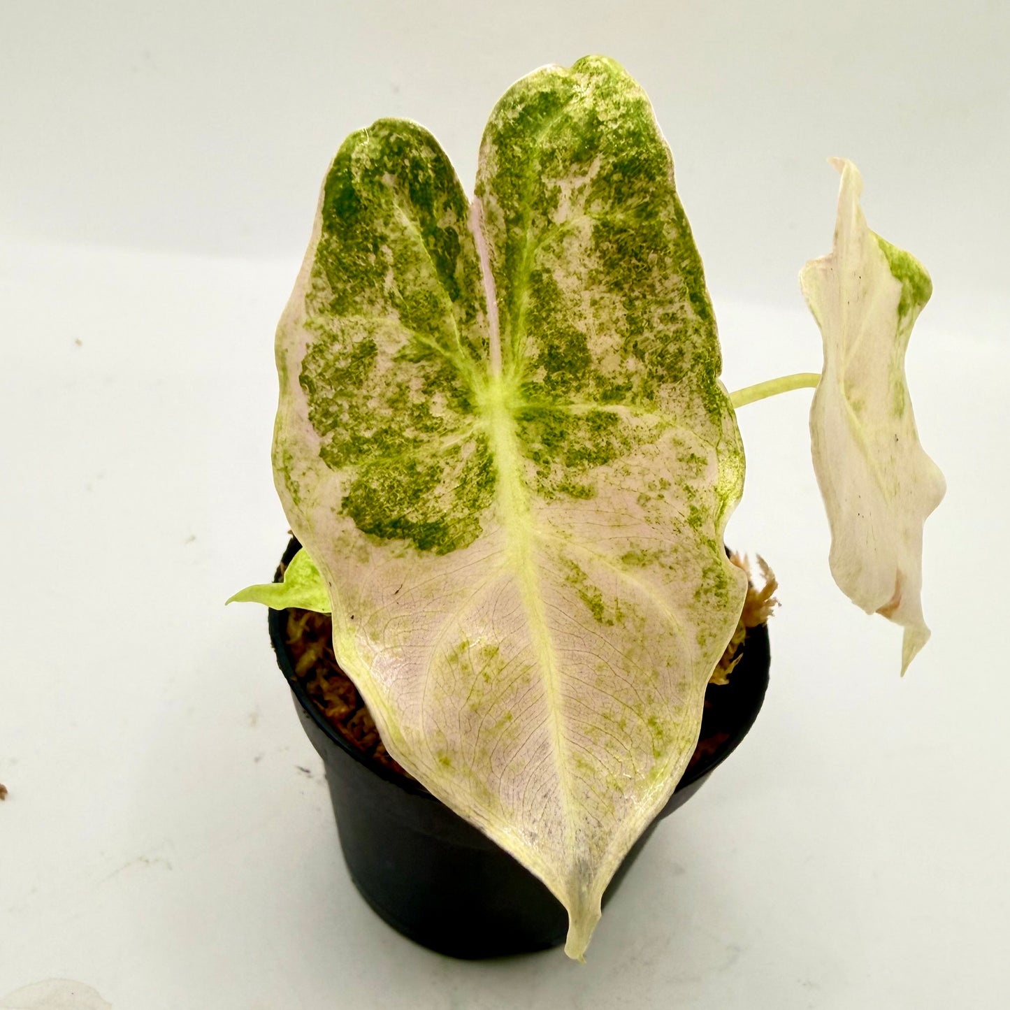 Alocasia Longiloba Black Satun Stardust Pink/Albo Variegata
