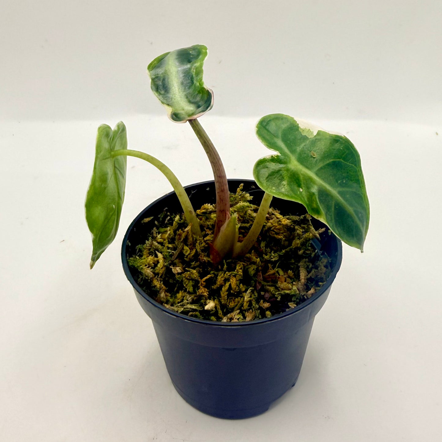 Alocasia Heart Balloon Albo/Pink Contorta