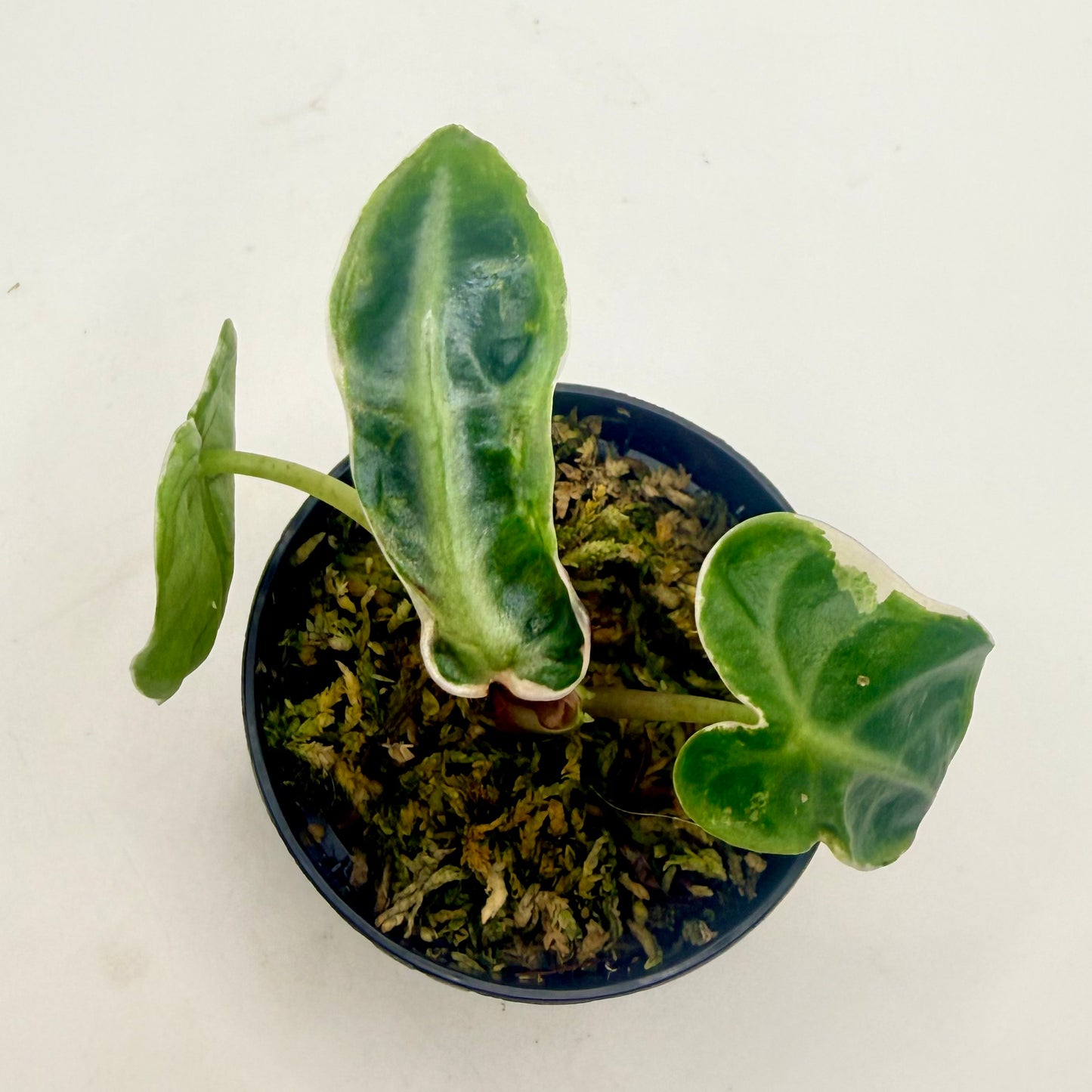 Alocasia Heart Balloon Albo/Pink Contorta