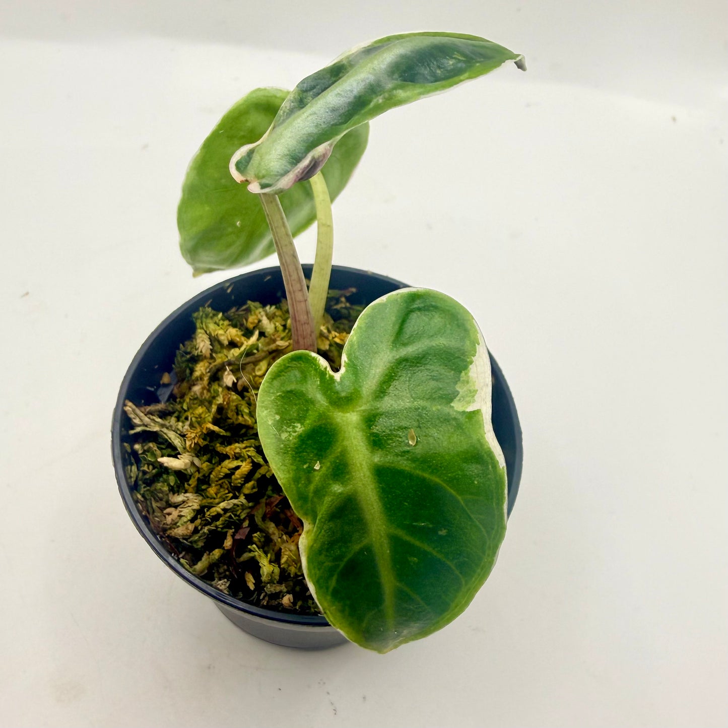 Alocasia Heart Balloon Albo/Pink Contorta