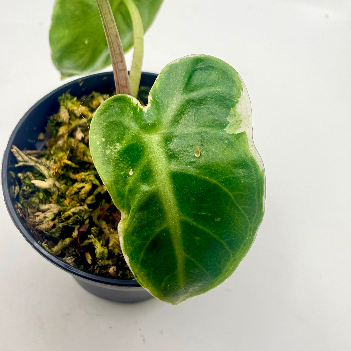 Alocasia Heart Balloon Albo/Pink Contorta