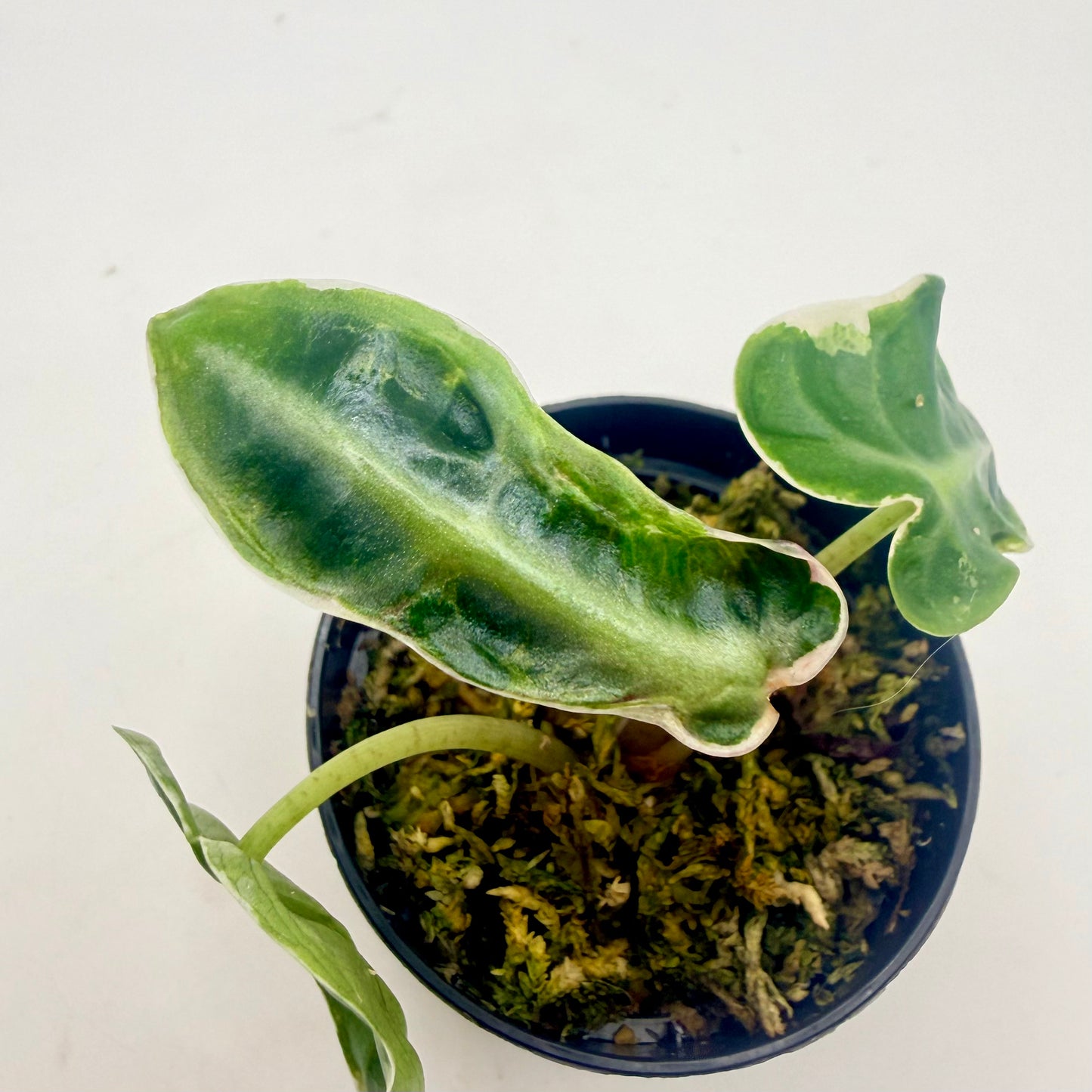 Alocasia Heart Balloon Albo/Pink Contorta