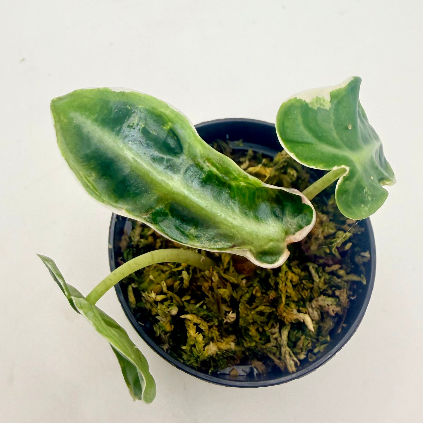 Alocasia Heart Balloon Albo/Pink Contorta