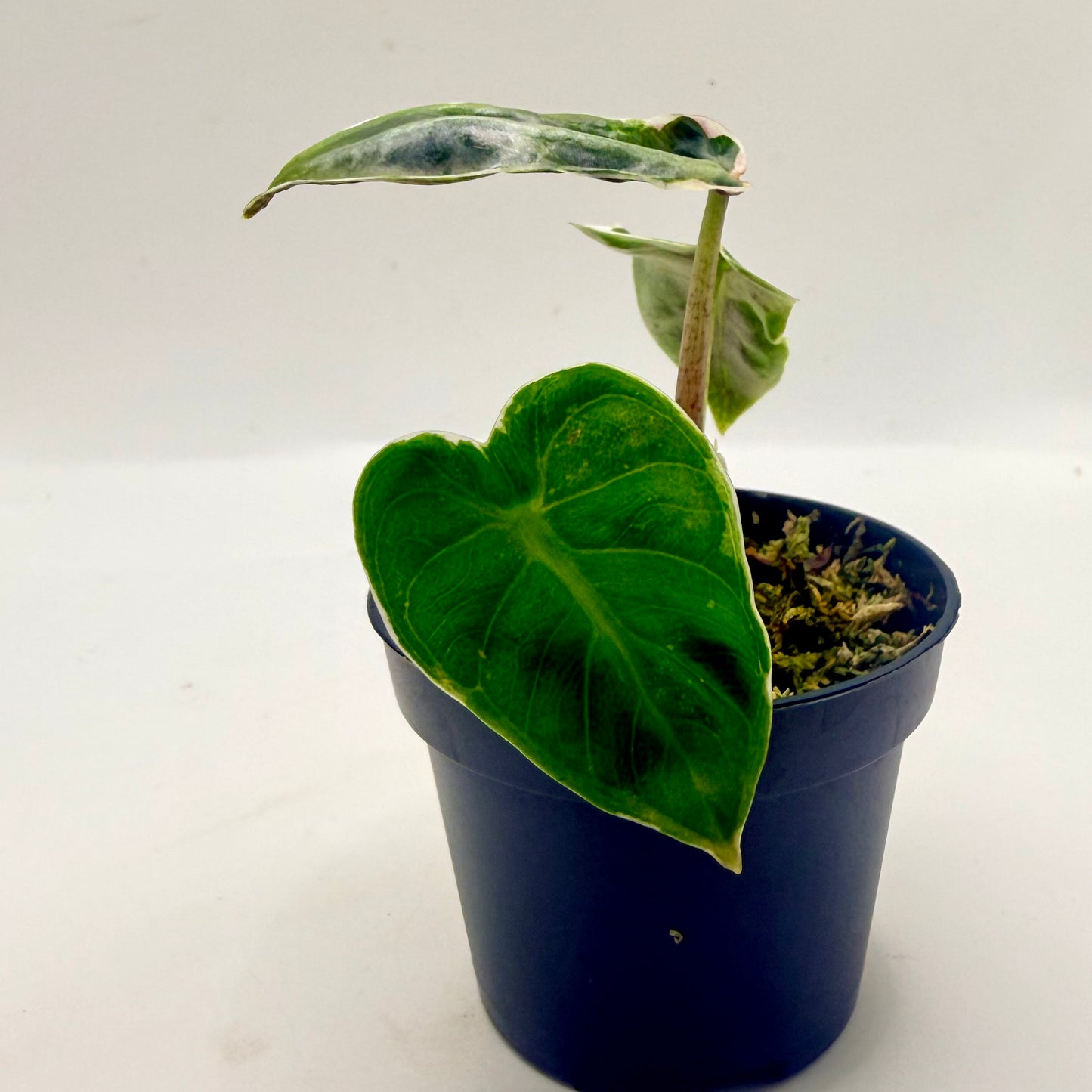 Alocasia Heart Balloon Albo/Pink Contorta
