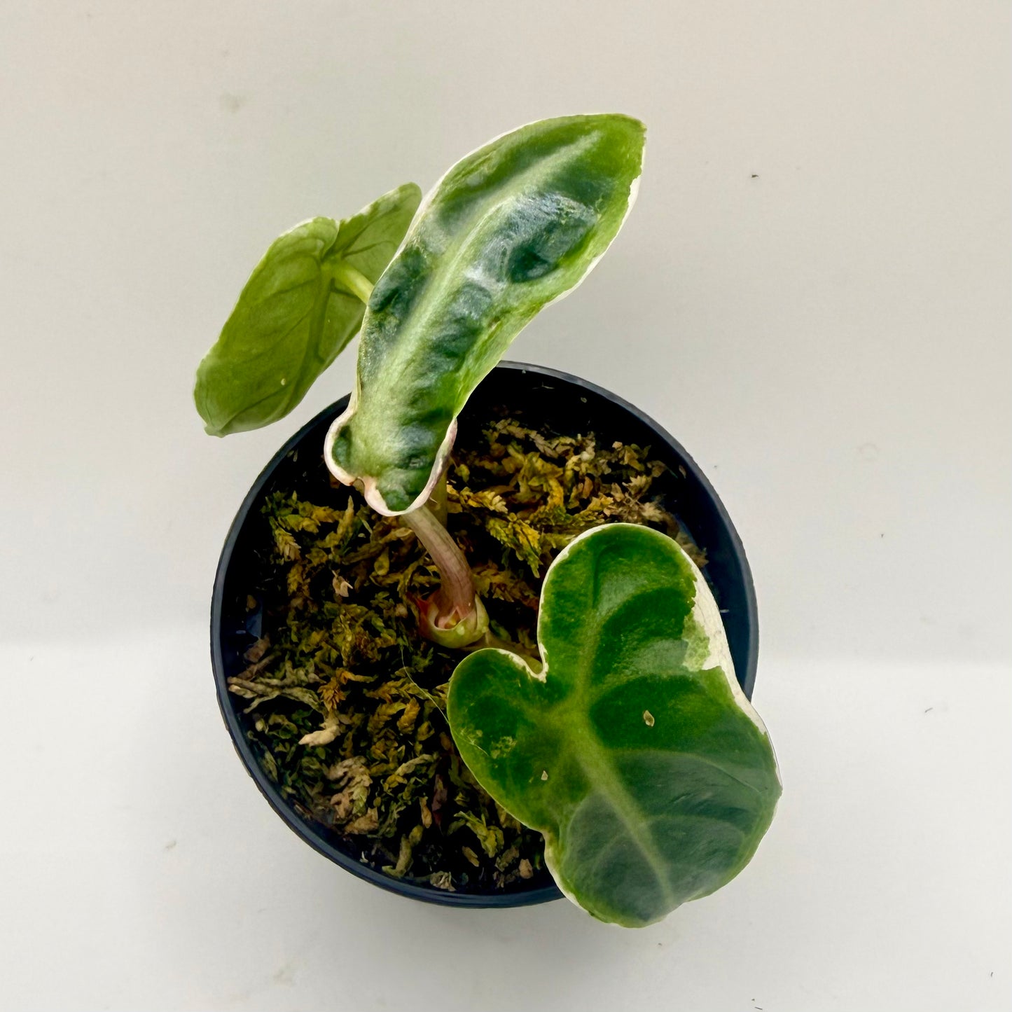 Alocasia Heart Balloon Albo/Pink Contorta