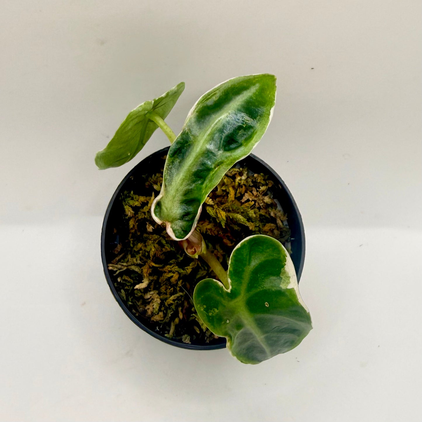 Alocasia Heart Balloon Albo/Pink Contorta