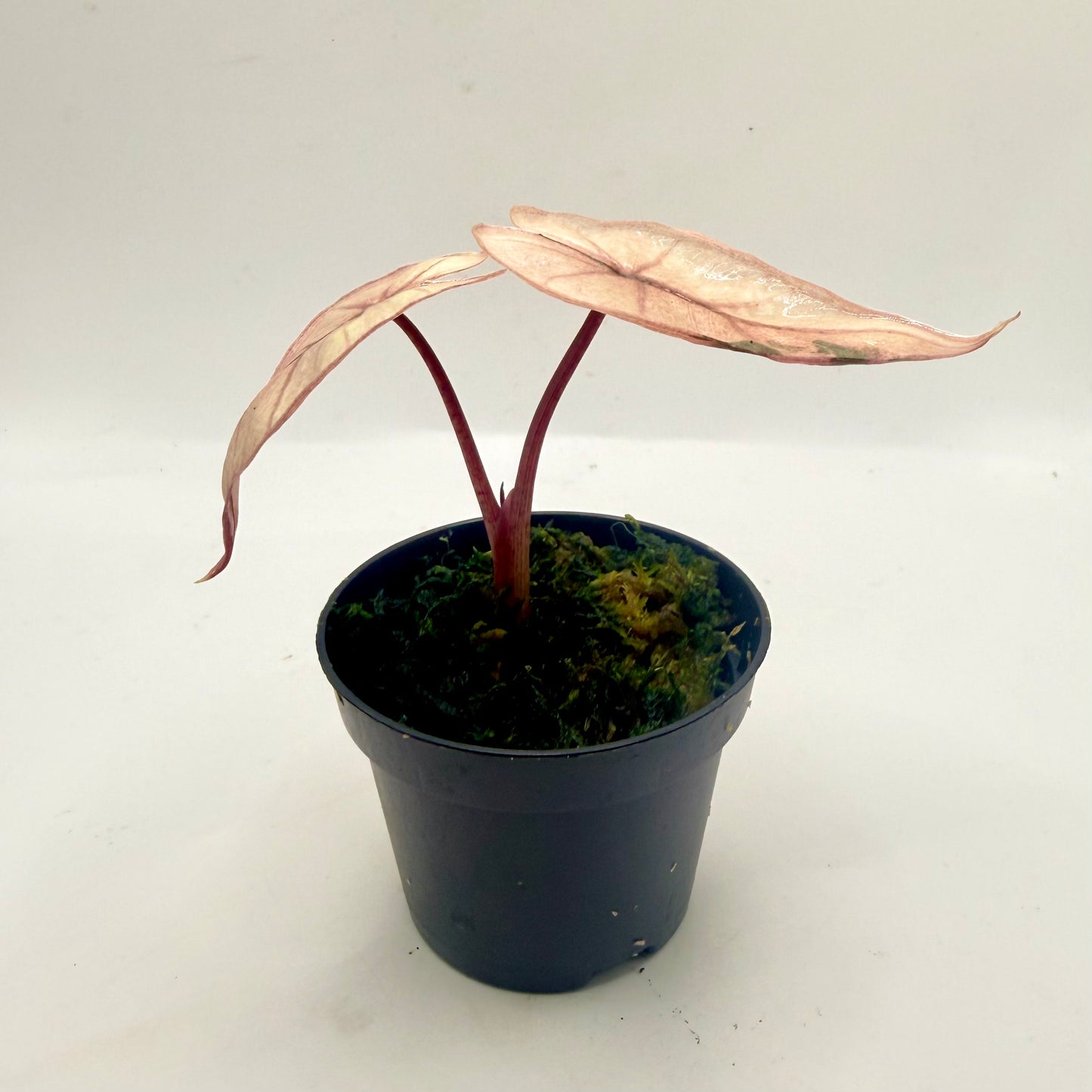Alocasia Plumbea Nigra Pink Variegata - High Variegata