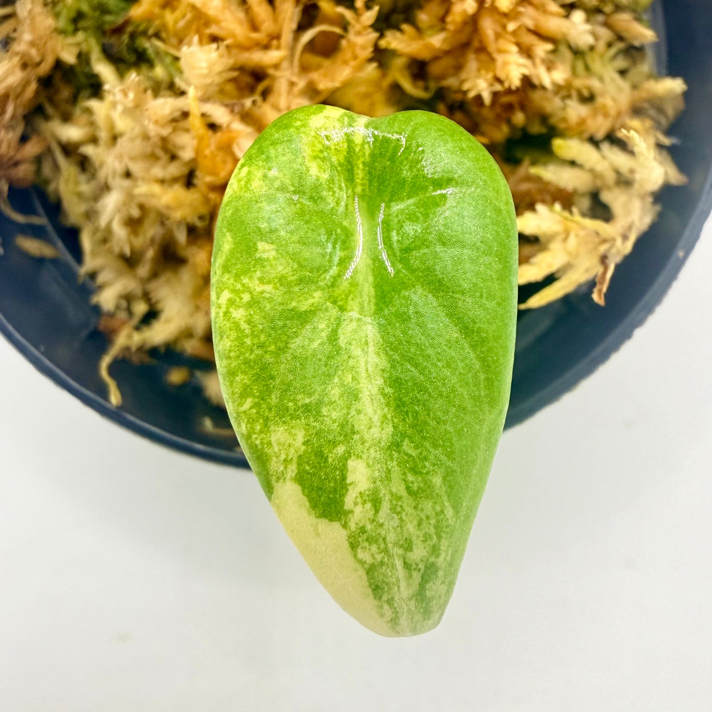 Alocasia Maharani Lemon Lime Variegata