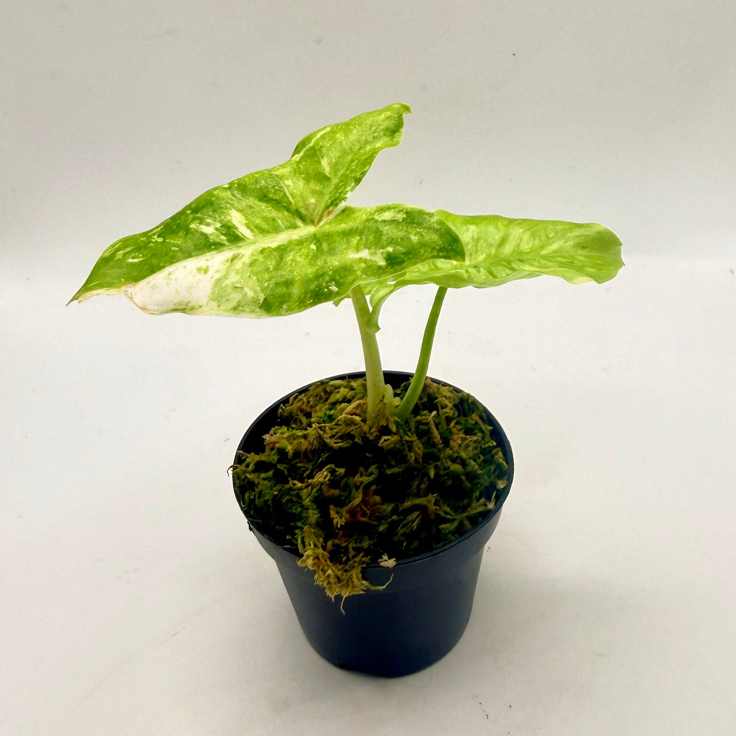 Alocasia Longiloba Lemon Lime Variegata