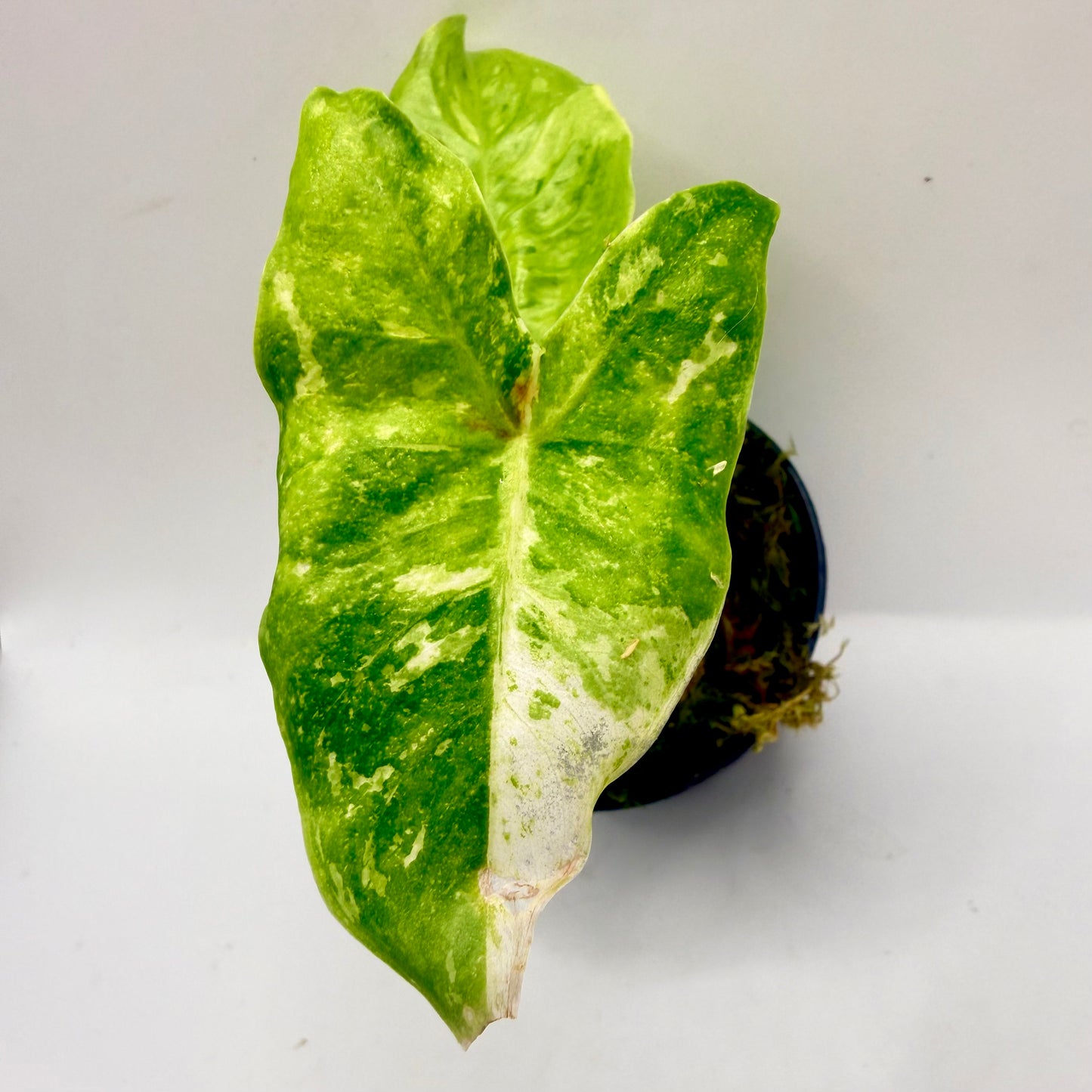 Alocasia Longiloba Lemon Lime Variegata